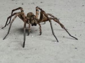 Wolf Spider