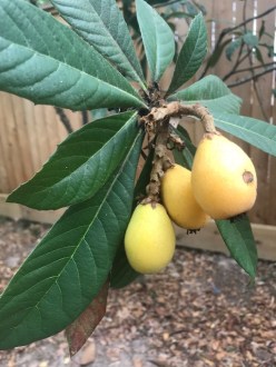 Loquat